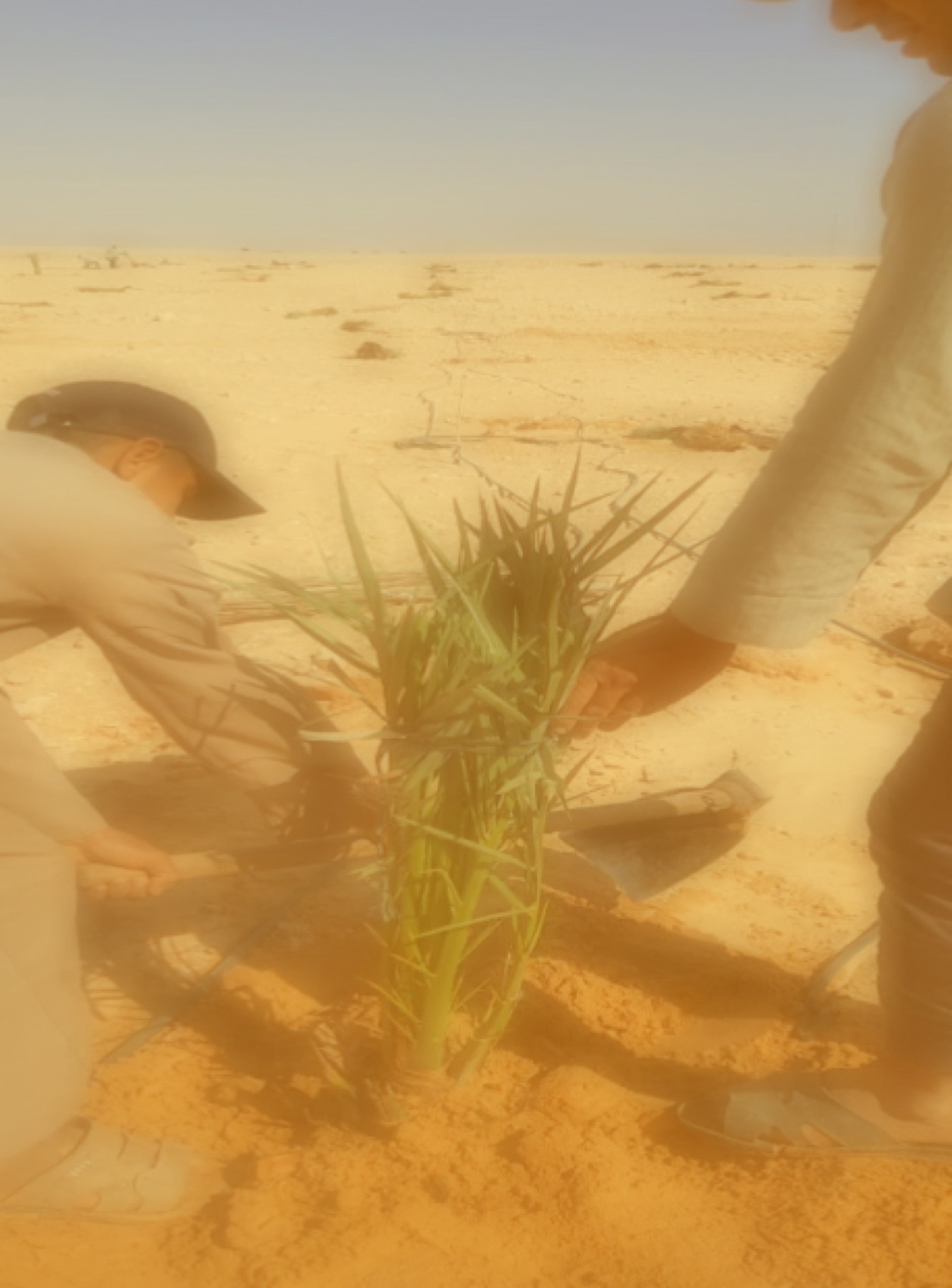 Palm seedlings ready for planting