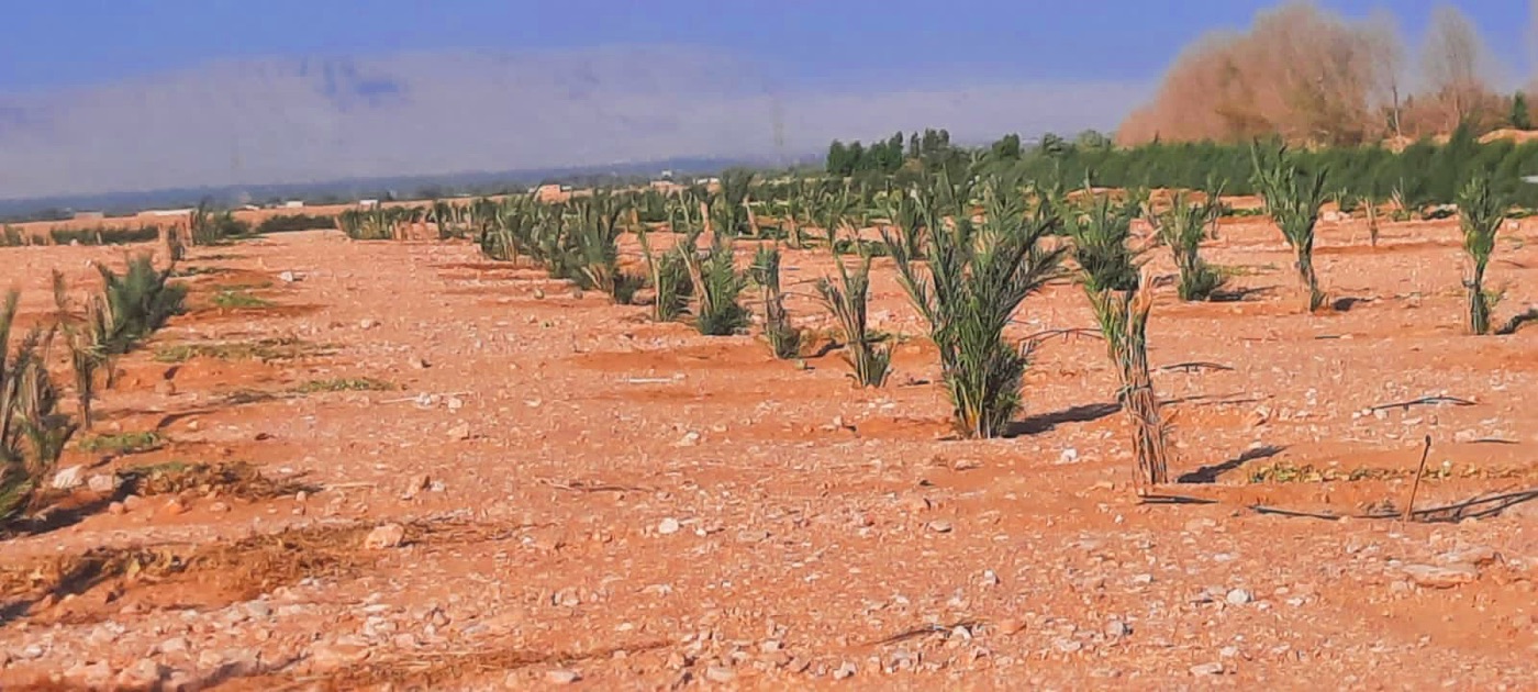 Rows of young palms growing across red desert soil
