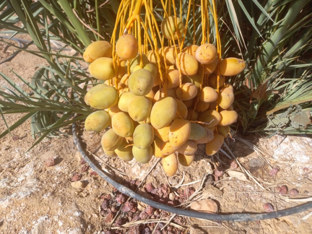 Golden date bunches hanging on a young palm
