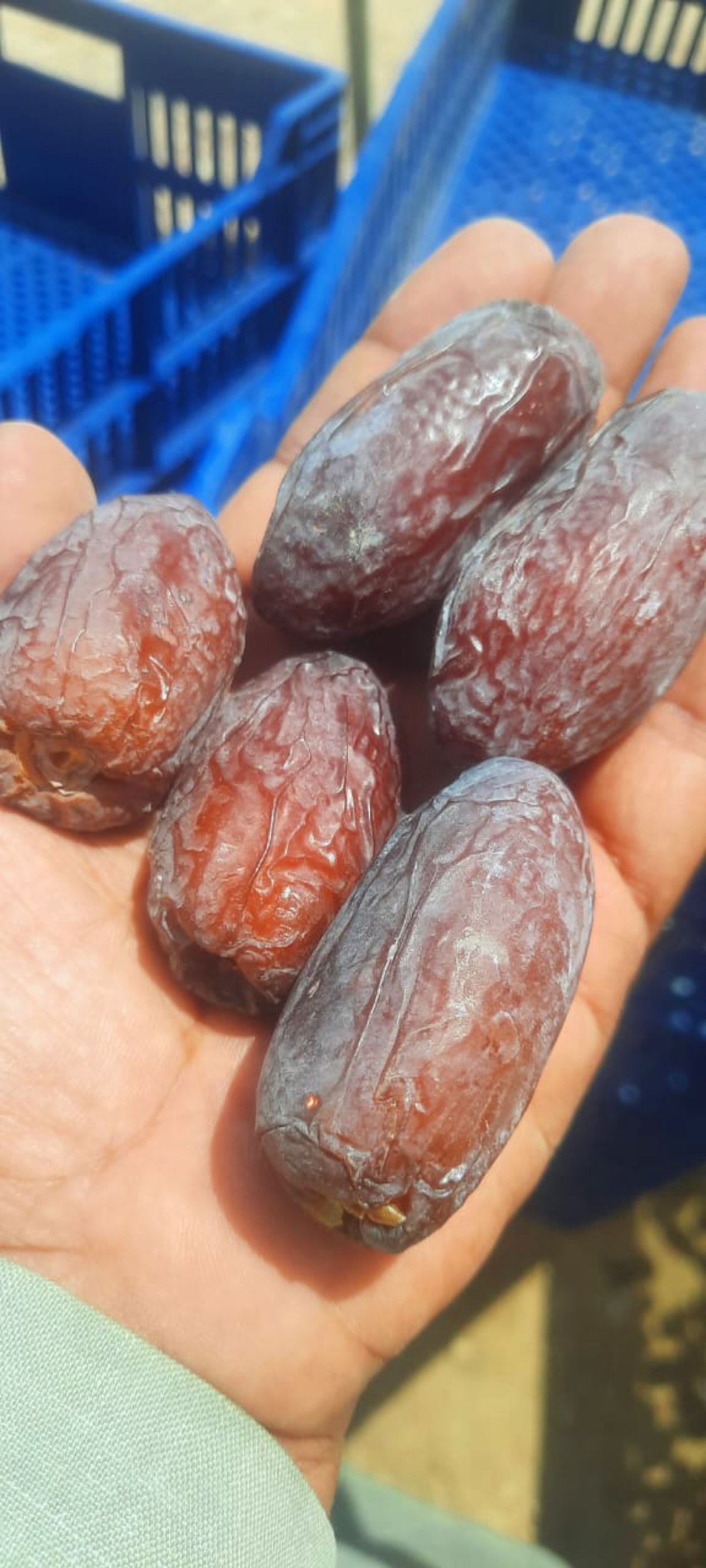 A hand holding the first harvested Medjool dates