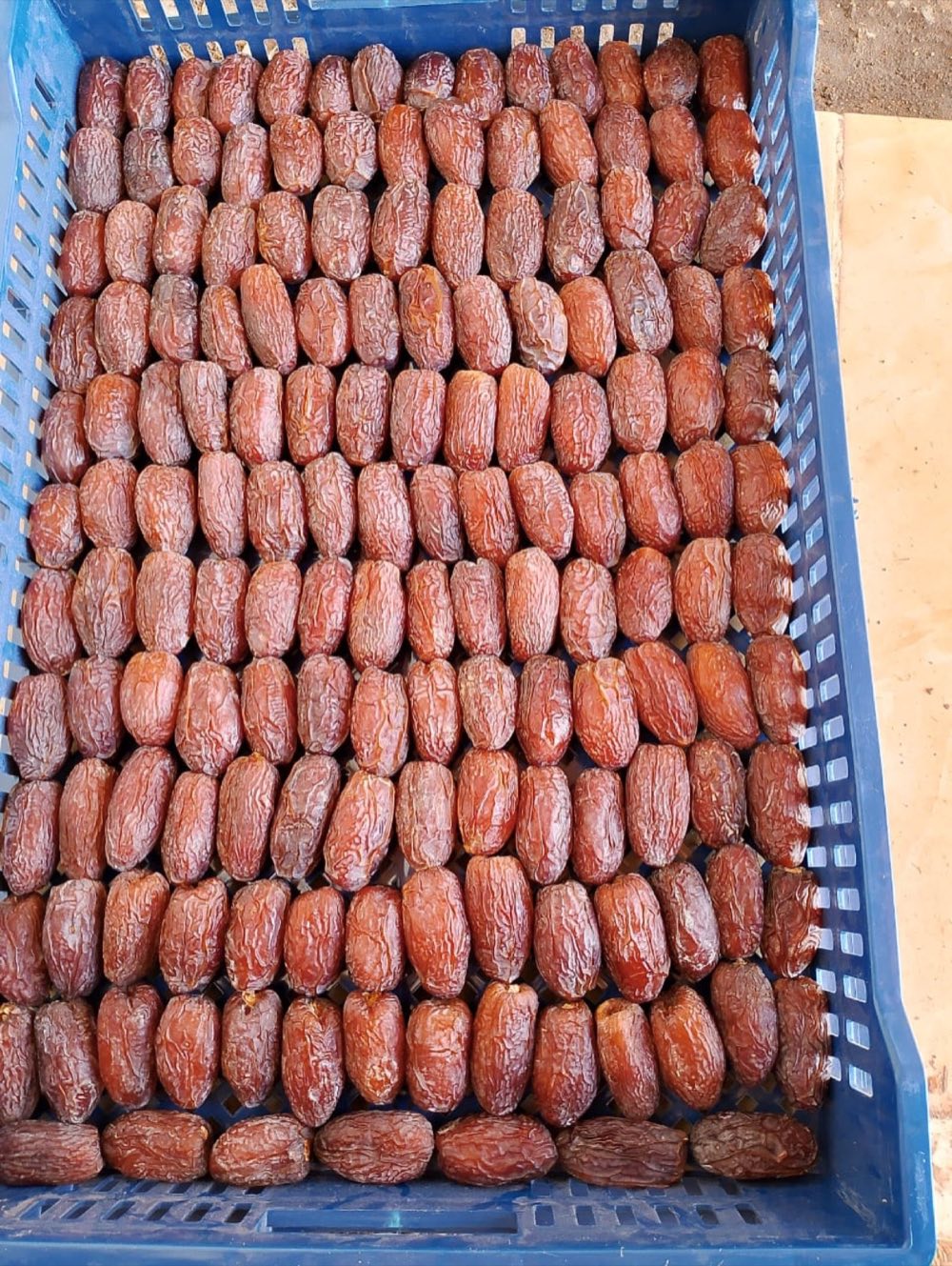Crate filled with freshly harvested Medjool dates